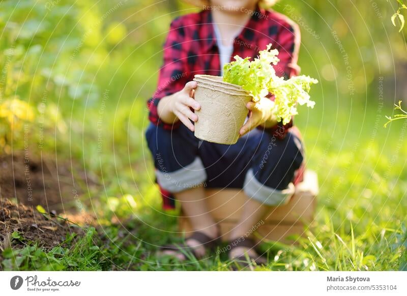 Little boy holding seedling of salad lettuce in pots and shovel on the domestic garden at summer sunny day. Family gardening activity with little kid child dig