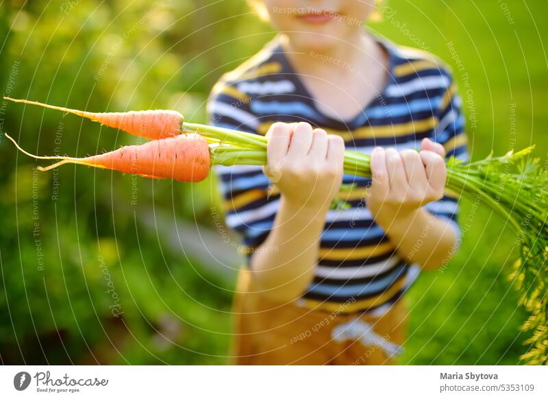 Little boy helps family to harvest of organic homegrown vegetables at backyard of farm. Child holding bunch of fresh carrot and having fun. Healthy vegetarian food. Harvesting.