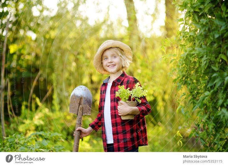 Little boy holding seedling of salad lettuce in pots and shovel on the domestic garden at summer sunny day. Family gardening activity with little kid child dig