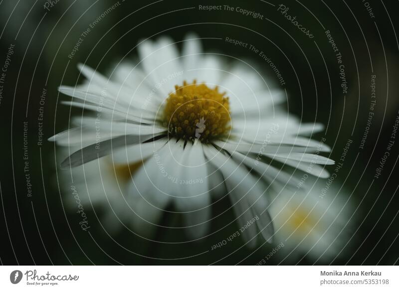 A delicate little daisy Daisy Bellis perennis Spring Blossom little flower White Dark green dark background with green Shallow depth of field postcard motif