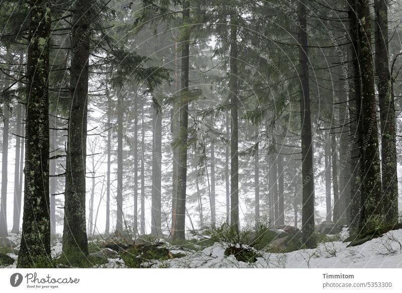 Black forest, wintry with some snow Black Forest trees tree trunks spruces Winter Snow Fog Twigs and branches Nature Exterior shot Cold Winter mood