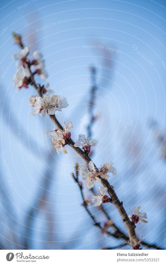 Apricots flowers Blossom Spring Pink Close-up Blossoming Detail Nature Blossom leave Delicate Apricot tree Sunset naturally Exterior shot Flower Plant