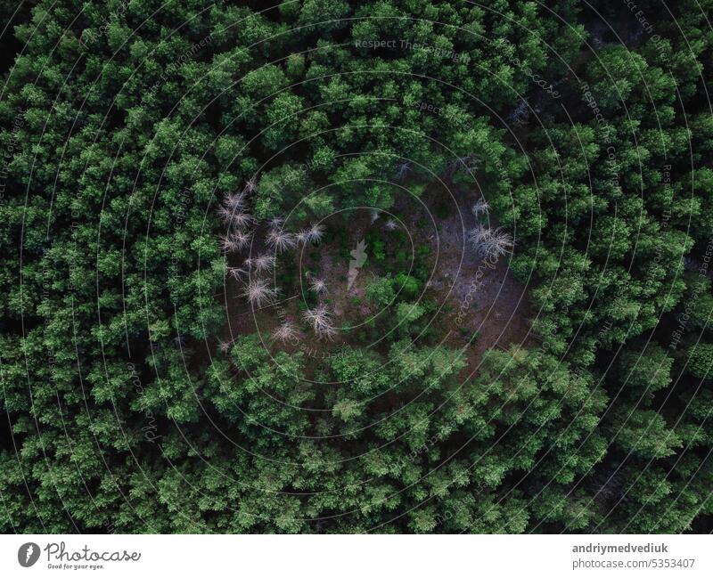 Aerial top view of mixed forest trees, ecosystem and healthy environment concept and background with side lighting. Texture of dense green deciduous and evergreen trees forest view from above.