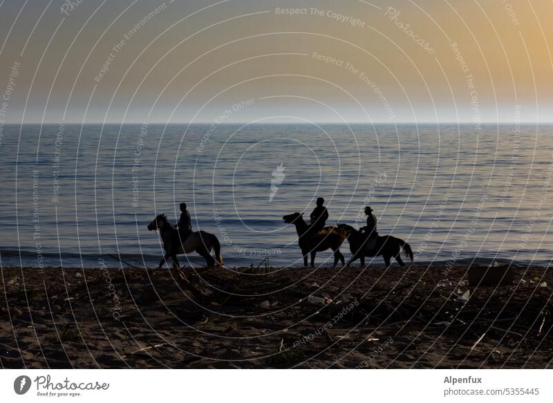 three horseman Rider Horse Twilight Equestrian sports Shadow Evening evening mood Exterior shot Silhouette Animal 3 horses Leisure and hobbies Nature Beach