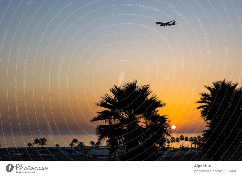 large and small palms Sunset Airplane Airplane landing Dusk Airport Vacation & Travel Aviation Passenger plane Twilight Exterior shot twilight evening mood