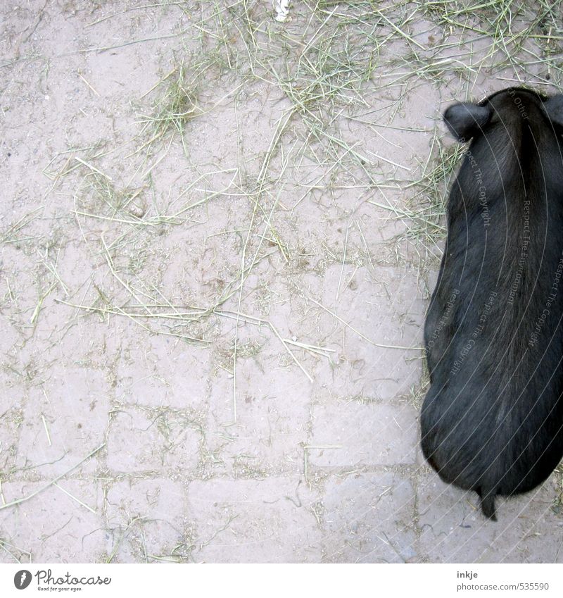 Half a pig. Farm Agriculture Forestry Animal Pet Swine Pot-bellied pig Stand Above Under Black Colour photo Subdued colour Exterior shot Close-up Detail