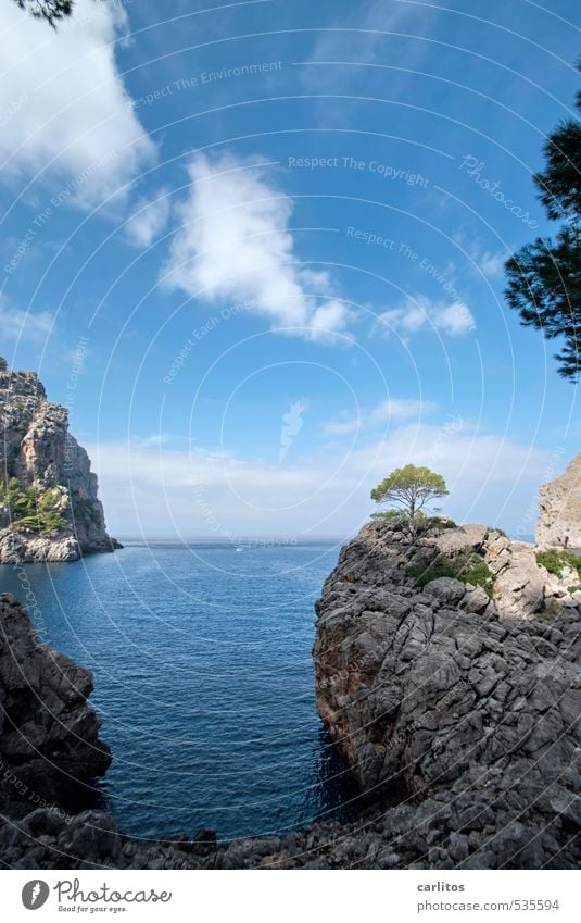 More sea again. Environment Nature Landscape Elements Earth Air Water Sky Beautiful weather Tree Rock Coast Ocean Island Esthetic Mediterranean sea Majorca