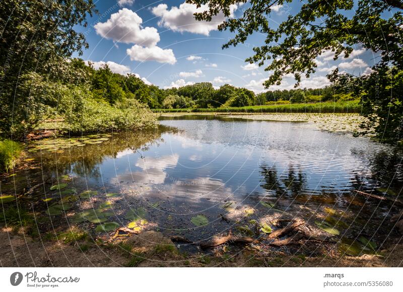 Lake Charlottensee Idyll tranquillity Lakeside Nature Landscape Sunlight Surface of water Water Reflection Sky trees Beautiful weather bank Tree Forest Contrast