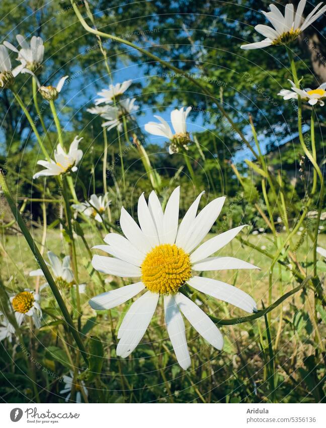 Magerite meadow with trees Marguerite Magyarites flowers Meadow Summer Sun Bright Light blossoms White Yellow Blue sky