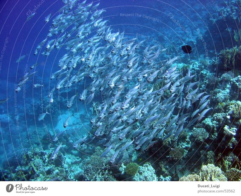 down in red sea Shoal of fish Underwater photo Egypt Coral Elegant Fish many fish Red Sea corals Flock take a deep breath