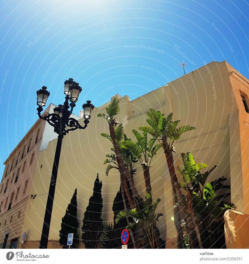 Palm Garden ( downtown version ) ...... | Old Town of Cádiz Spain Cadiz Old town Tourism Historic Vacation & Travel Summer aberrant lines Mediterranean Warmth