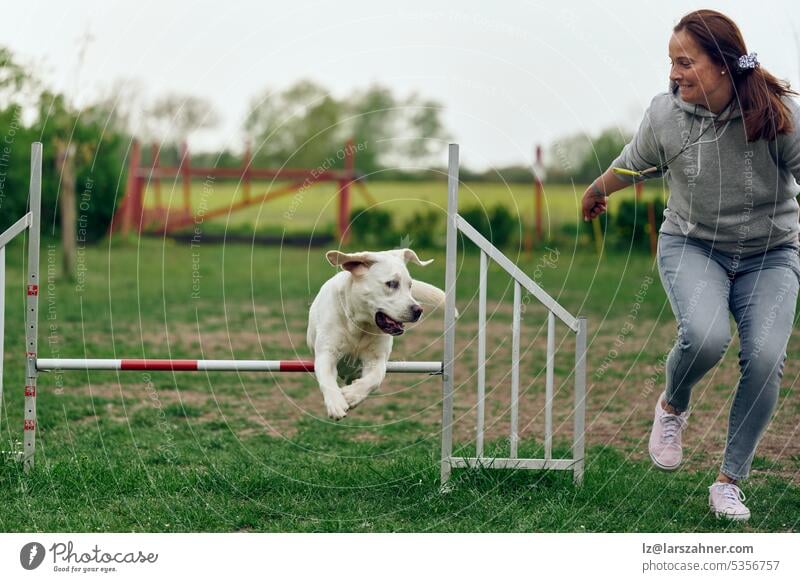 Woman mistress playing with her dog agility jumping over a hurdle obstacle playground pet labrador retriever showing summer spring copy space woman brunette