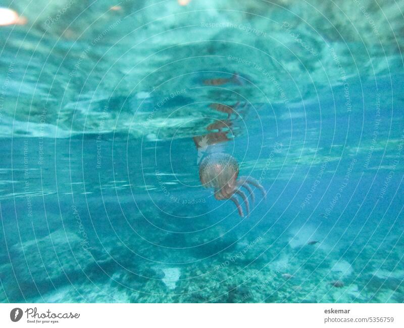 Jellyfish in sea Ocean underwater Underwater photo Animal be afloat Turquoise Water Blue Nature Colour photo Swimming & Bathing Deserted Close-up Wild animal