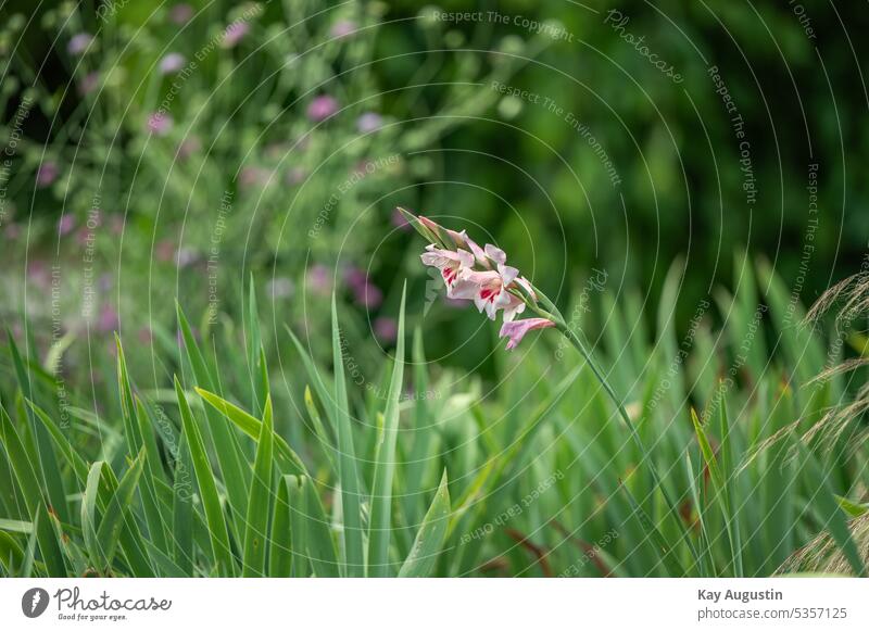 Flesh pink gladiolus in bloom Gladiolus carneus Gladiola grasses blossoms colored Gardens Garden plants irises iridaceae asparagus-like flora Botany Angiosperm