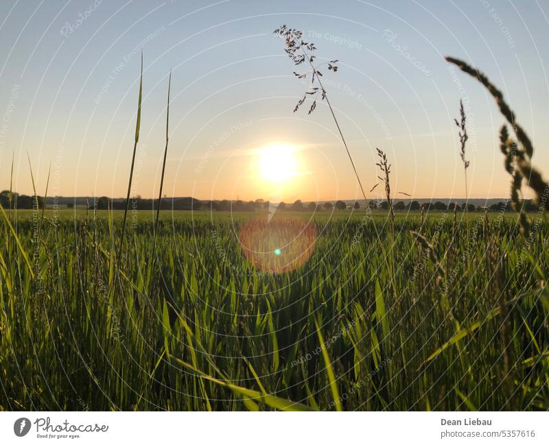 The sun leaving its light over a field Sun Nature sunset summer green warm sky