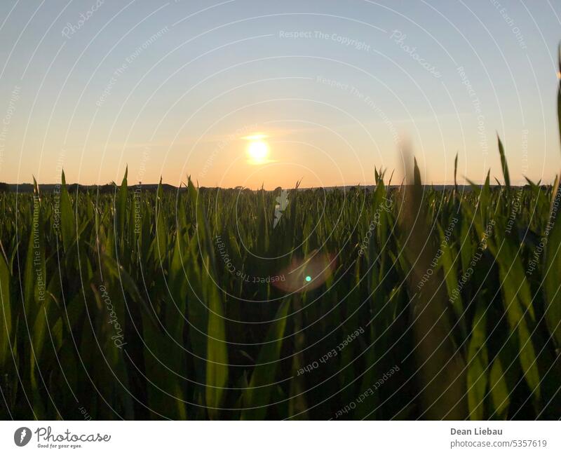 The sun leaving its light over a field Nature summer sky warm green