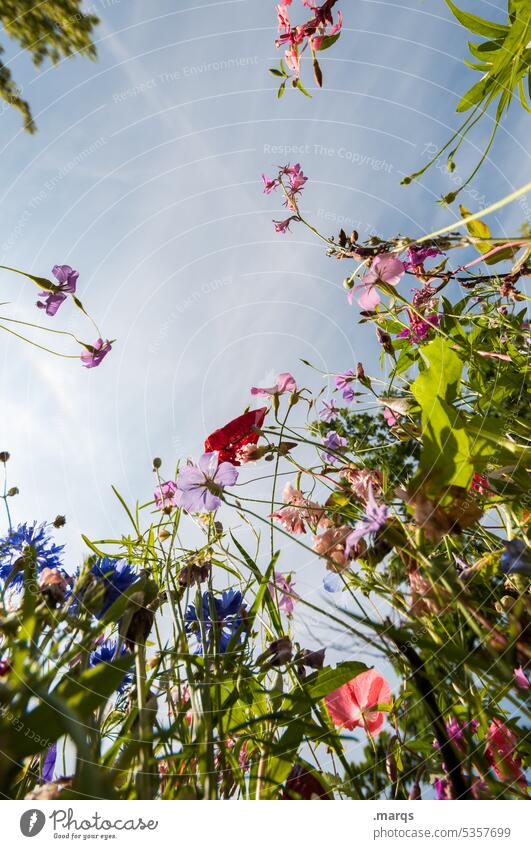 Wild meadow Worm's-eye view Day Exterior shot Multicoloured Growth Fragrance Blossoming Meadow flower Flower Beautiful weather Summer Spring Cloudless sky Plant