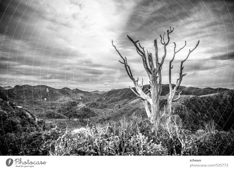 Pinnacle hike - HaDeArer Nature Landscape Sky Clouds Spring Beautiful weather Wind Plant Tree Grass Bushes Moss Virgin forest Hill Esthetic Far-off places