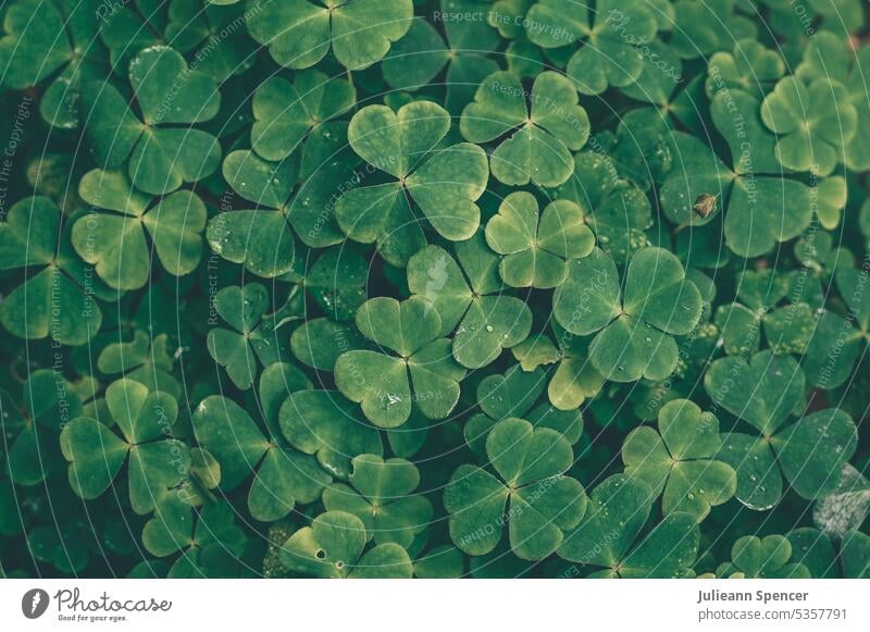 Green three leaf clover green green clover 3 leaf clover 3 leaved clover greens garden natural wild Cloverleaf Good luck charm Leaf Colour photo Happy Plant