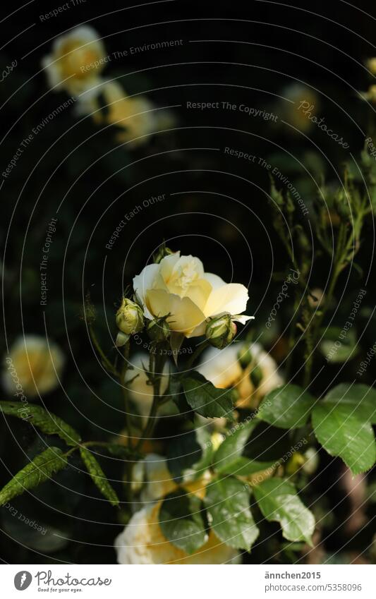 yellow rose bud on rose bush in shady garden pink Yellow Love Garden romantic fragrant Summer Sun Nature Park Blossom Romance Close-up Flower Fragrance Detail