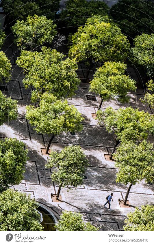 View from above into a yard with fruit trees neatly planted in rows and a visitor Courtyard Garden from on high Fruit trees oranges South series Arrangement