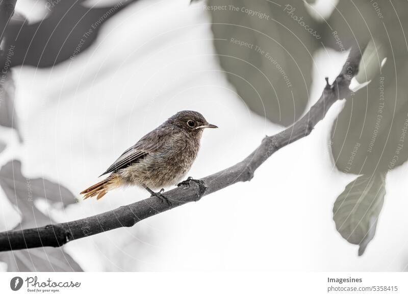 House redstart. Fluffy chick. Young bird (phoenicurus ochruros) sits on a branch Black redstart fluffy Chick youthful Bird ochros Sit Branch background Animal