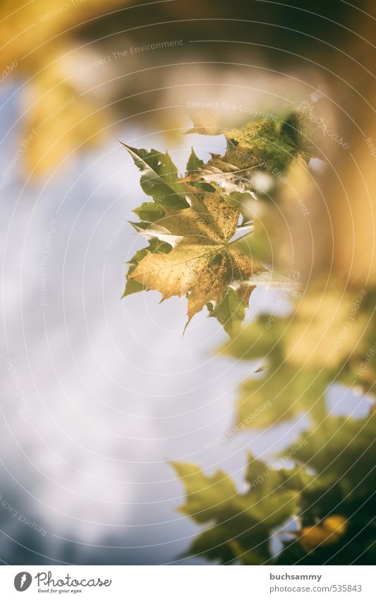 autumn foliage Closing time Nature Plant Animal Autumn Tree Leaf Wood Illuminate Faded Blue Yellow Green Decline Maple tree Sky Seasons Smooth Exchange