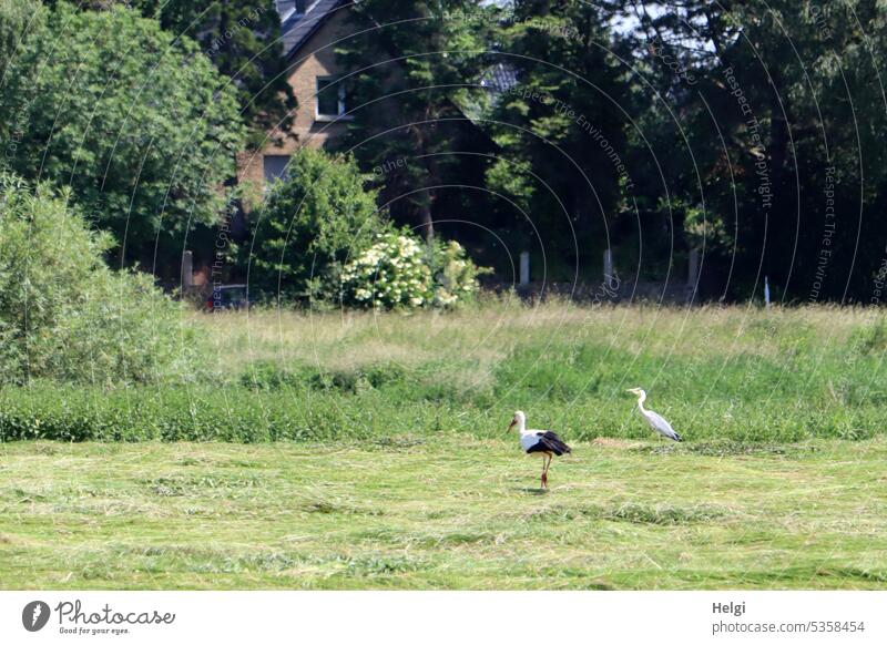 Stork and gray heron looking for food on a mowed meadow White Stork Heron Grey heron Meadow Willow tree Tree shrub Foraging Stand Exceptional Bird Animal