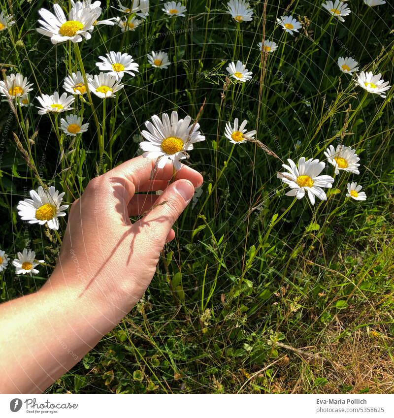 young woman hand picking summer flowers Close-up Exterior shot Multicoloured Flower field Flower meadow Meadow flower Summerflower Blossoming Leaf Spring