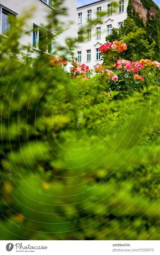 Houses behind hedge Architecture Berlin Office city Germany Facade Window Worm's-eye view Building Capital city House (Residential Structure) Sky High-rise