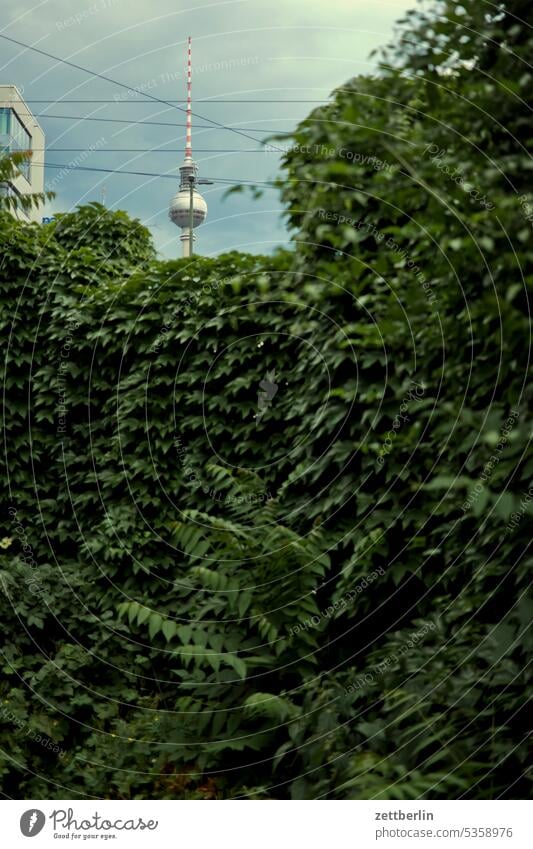 TV tower behind hedge Architecture Berlin Office city Germany Facade Window Worm's-eye view Building Capital city House (Residential Structure) Sky High-rise