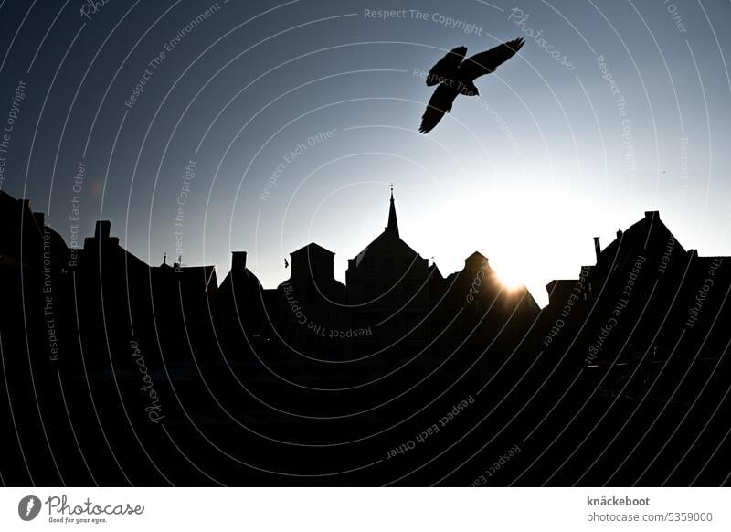 pigeon over lüneburg Sunset Evening Twilight Silhouette Dusk Old town Copy Space bottom Pigeon Back-light Luneburg smelt