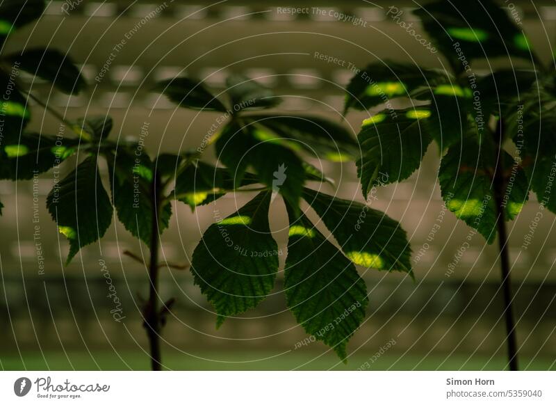 Leaves of a houseplant in the residual light of a roller shutter remaining light sun protection light protection Roller shutter rays Sieve Shadow ardor Darken