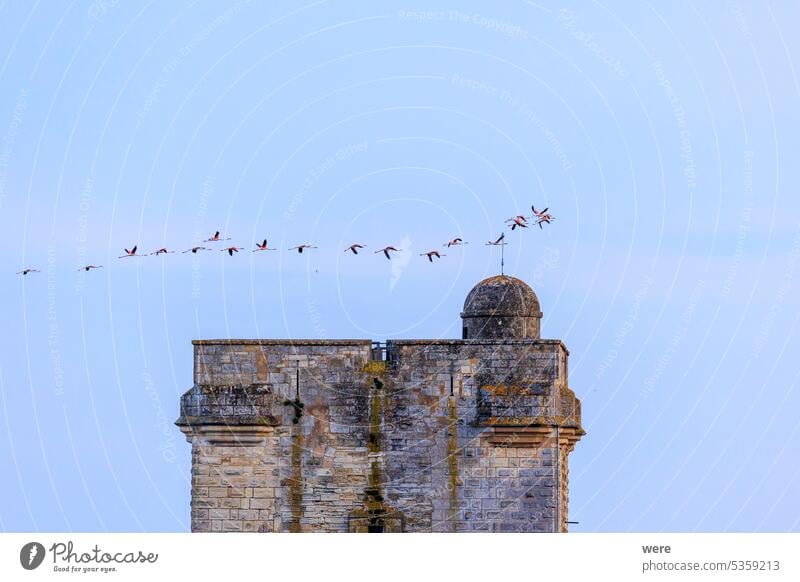 A flock of flamingos at sunset in golden light in the water of the Etang de Perols near Montpellier France H2O Liquid Recreation Rhone delta Sea Swimming