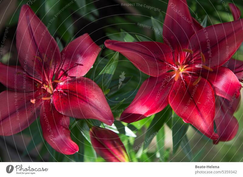 Red lily in flower Blossom Flower Nature daylight Green plant decoration garden flower Summer flowering flower summer flower