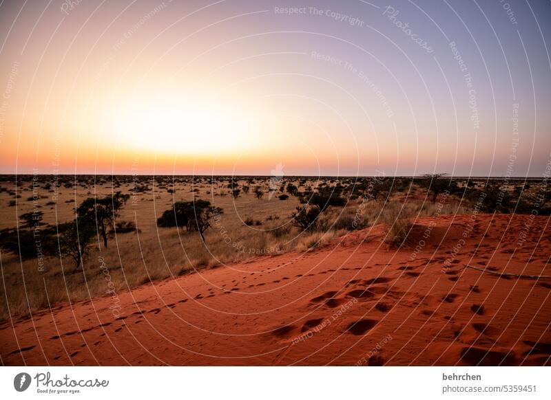 the first light of day duene Impressive Sand Warmth Dream Dawn Sunrise Kalahari desert Namibia Far-off places Africa Wanderlust travel Colour photo Landscape