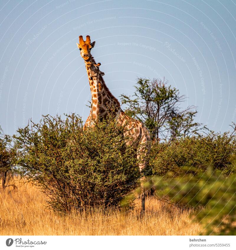 warming | cuddling Baby animal Animal family Cuddling Wild Africa Namibia Exterior shot Far-off places Wanderlust Colour photo Freedom Vacation & Travel