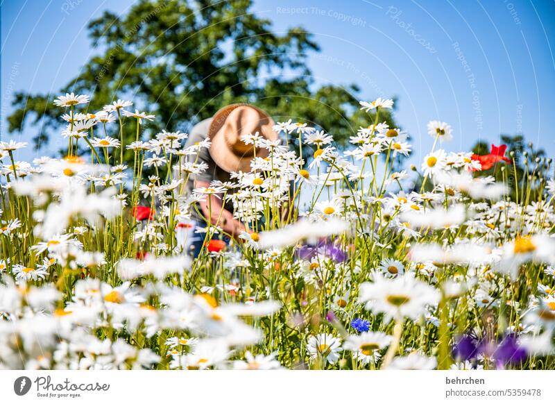 Submerged margarite Poppy blurriness Beautiful weather Garden Summer Splendid Blossoming pretty Exterior shot luminescent Flower Sunlight Meadow Blossom leave