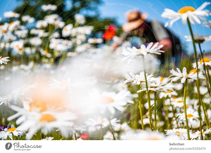 flower meadow do gardening Gardener Man Plant Blossom blossom Nature fragrant Fragrance Summery beautifully Colour photo Environment Warmth Blossom leave Meadow