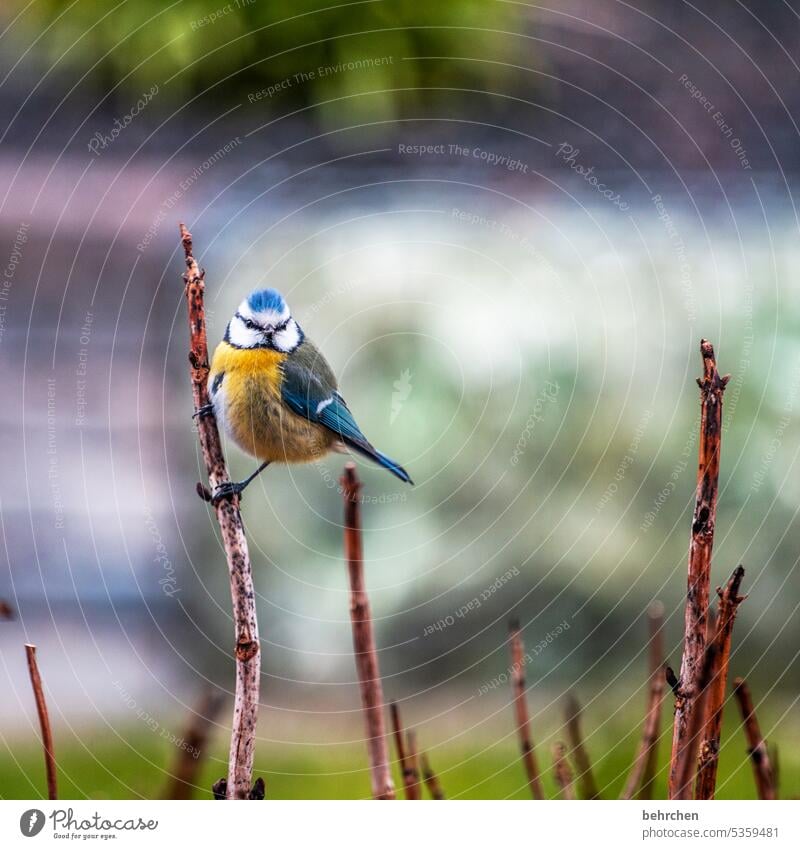 Little Tit Animal protection Small Songbirds Deserted Animal portrait Wild animal Tit mouse Feather Beak Nature Colour photo Cute pretty Bird Exterior shot