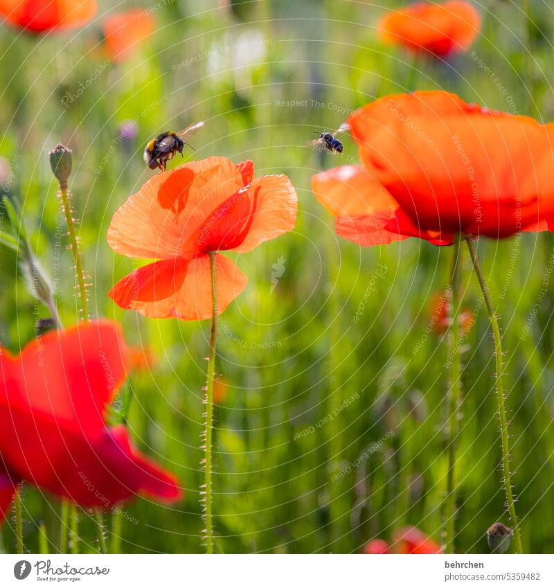 landing approach Flying Bee Bumble bee Garden luminescent Splendid poppies Poppy Poppy blossom Flower Blossom fragrant Fragrance Summer Spring Sunlight