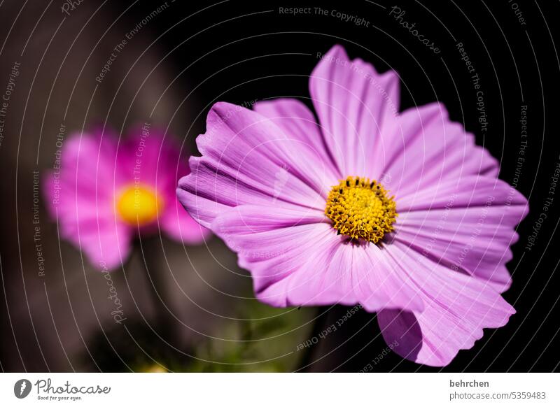 blue luminescent Splendid Cosmea pretty Close-up Meadow blossom Blossom Colour photo Exterior shot Flower Blossom leave Garden Summer Fragrance Plant Nature