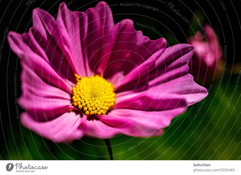 Beauty & Beauty beautifully Nature Plant Fragrance Summer Garden blossom Blossom Colour photo Exterior shot Flower Blossom leave Meadow Close-up pretty Cosmea