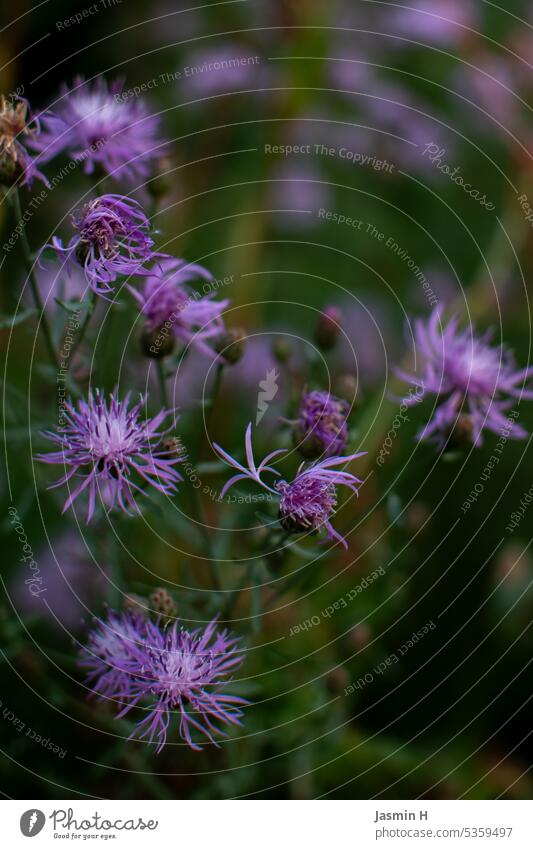 Purple knapweed purple Knapweed Plant Nature Blossom Violet Blossoming Summer pretty Deserted Shallow depth of field naturally Exterior shot blurriness Green