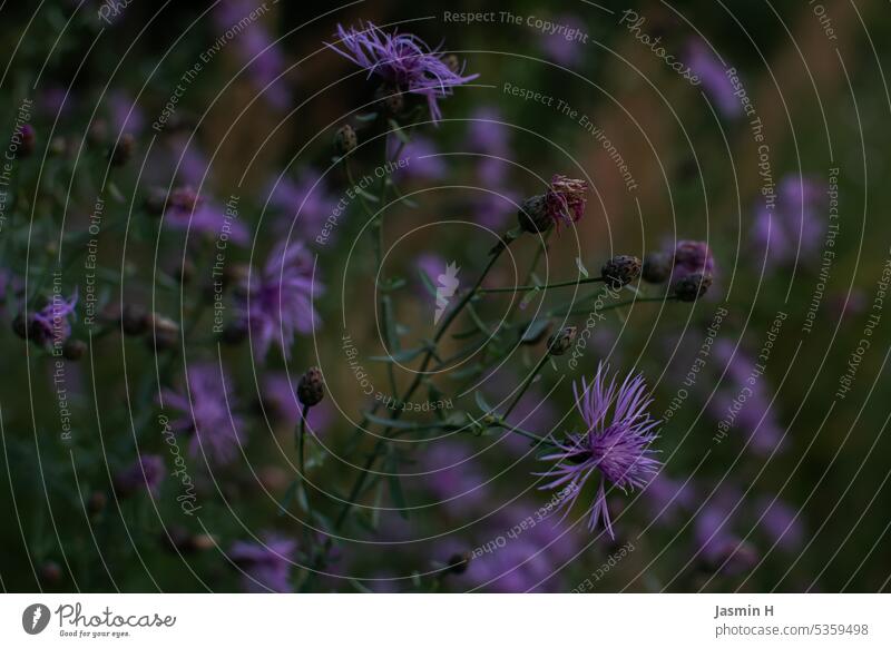 Purple knapweed Knapweed purple Plant Nature Blossom Blossoming Violet Colour photo Exterior shot Shallow depth of field Deserted Summer naturally pretty