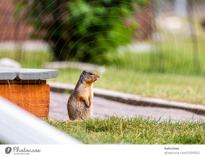 doormen Jasper national park Animal portrait Canada Animal protection Love of animals Colour photo Observe Curiosity Exceptional Wild animal Squirrel Funny