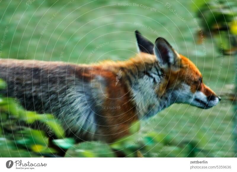 Fox, on the way Relaxation holidays Garden allotment Garden allotments Deserted Nature Red fox tranquillity Holiday season Garden plot Copy Space Depth of field