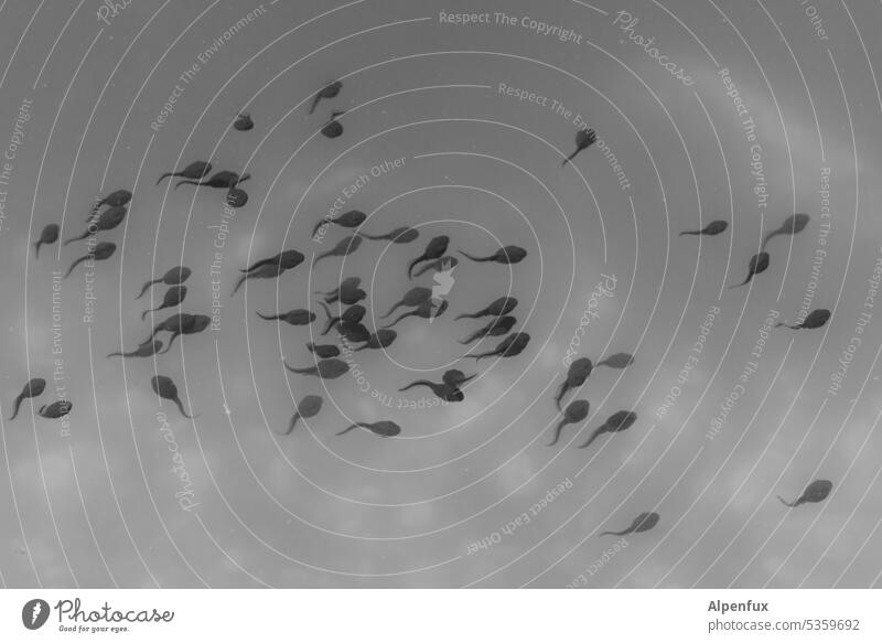 gray in gray | tadpole soup Tadpoles Amphibian be afloat Nature Pond Swimming & Bathing Animal portrait Water Wild animal Close-up Frog Wet Environment