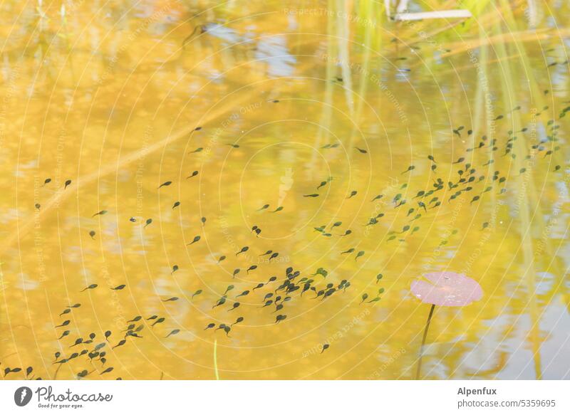 line tadpoles Tadpoles Water Lake Nature Animal Many Flock Group of animals Pond Exterior shot Colour photo Deserted Swimming & Bathing Wild animal