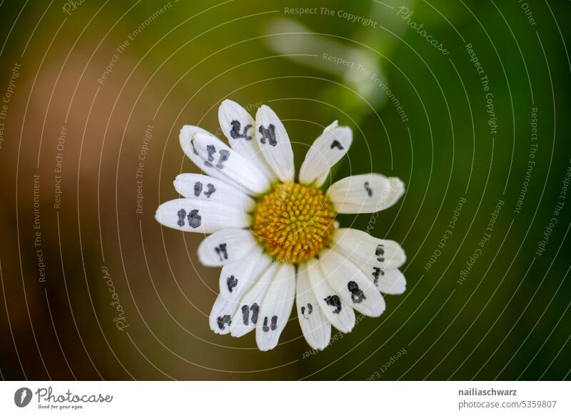 chamomile Shallow depth of field Close-up Exterior shot camomile bath composite Camomile Colour photo camomile tea Calm White Green Yellow Chamomile Healthy